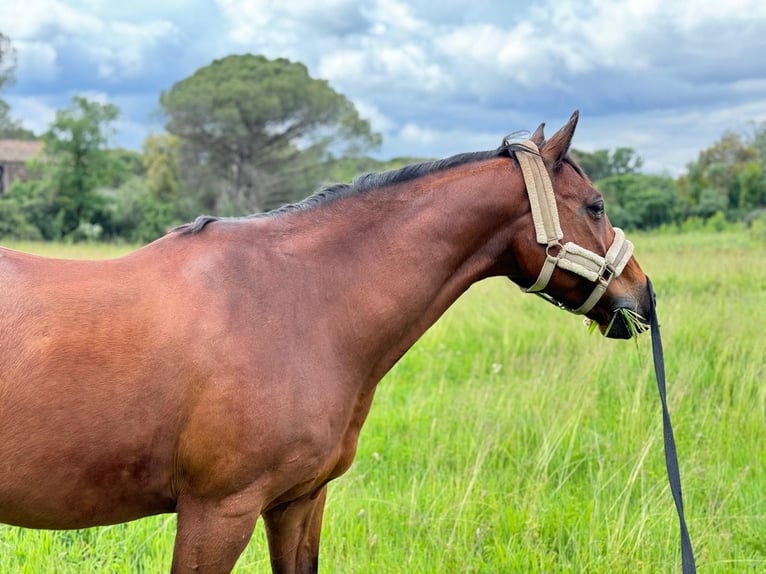 Selle Français Ruin 13 Jaar 161 cm Bruin in Roquebrune-sur-Argens