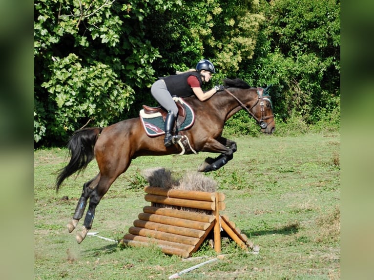 Selle Français Ruin 13 Jaar 168 cm Donkerbruin in Ribaute-les-Tavernes