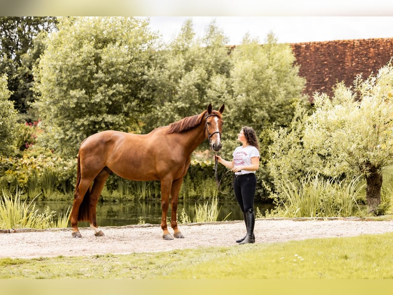 Selle Français Ruin 13 Jaar 168 cm Donkere-vos in Esclavelles