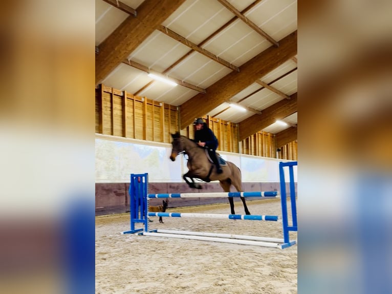 Selle Français Ruin 13 Jaar 168 cm Zwartbruin in Echichens