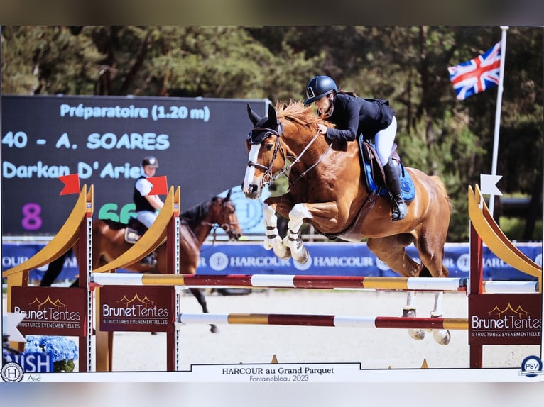 Selle Français Ruin 13 Jaar 172 cm Vos in Montigny-sur-Loing