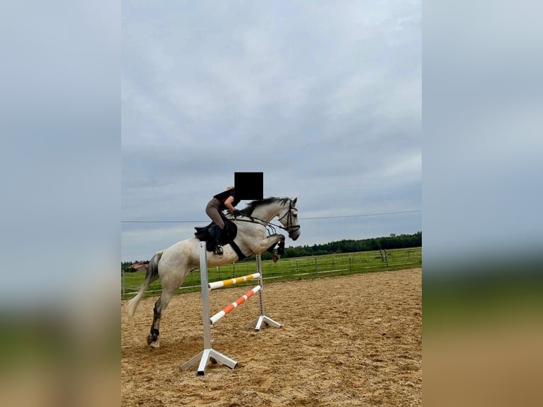 Selle Français Ruin 13 Jaar 183 cm Appelschimmel in Straubing