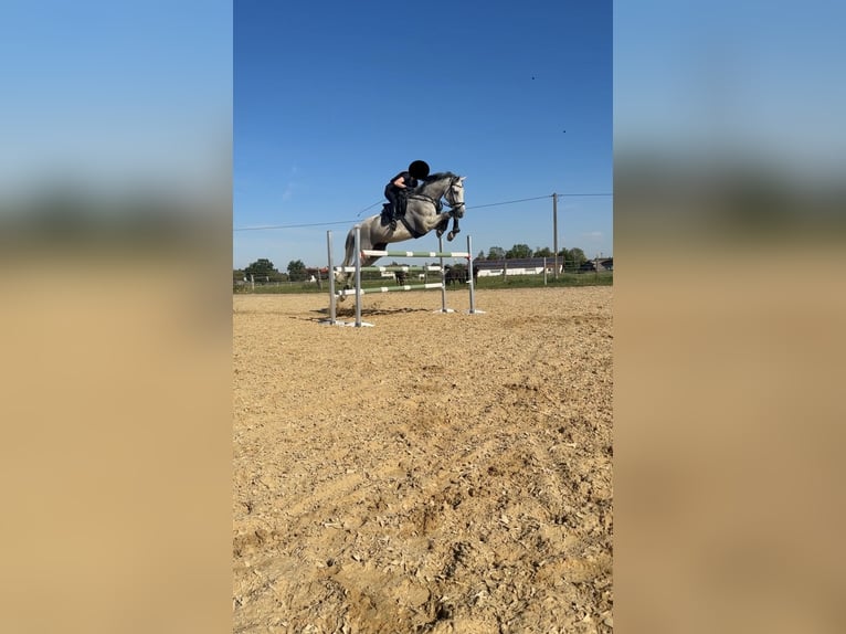 Selle Français Ruin 13 Jaar 183 cm Appelschimmel in Straubing