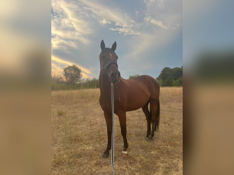 Selle Français Ruin 14 Jaar 161 cm Bruin in Roquebrune-sur-Argens