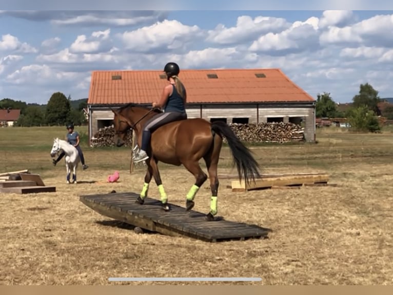 Selle Français Ruin 14 Jaar 165 cm Bruin in Éloie