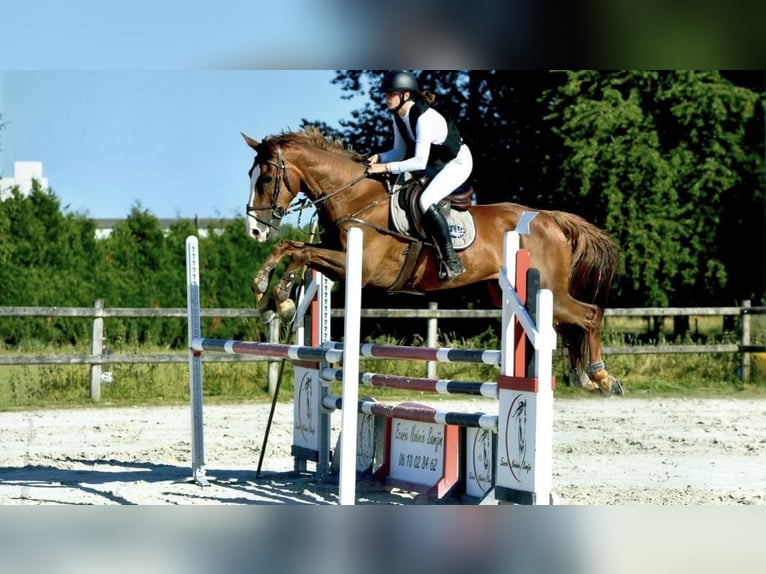 Selle Français Ruin 14 Jaar 165 cm Vos in Escaudain