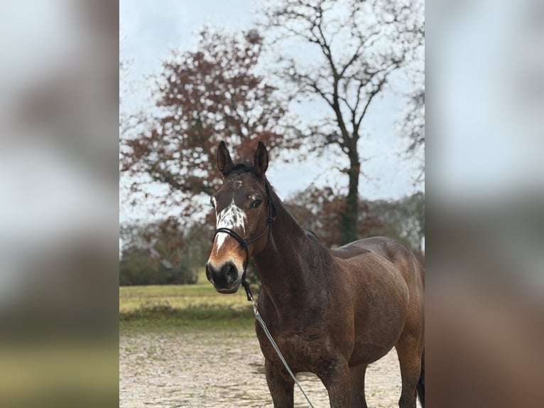 Selle Français Ruin 14 Jaar 171 cm Zwartbruin in Les loges marchis