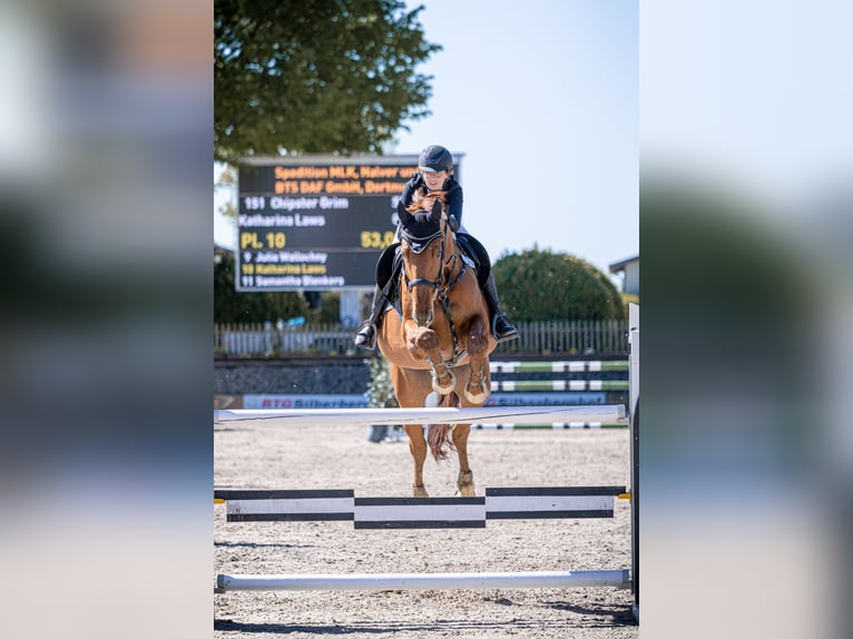 Selle Français Ruin 14 Jaar 172 cm Vos in Köln