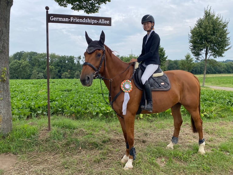 Selle Français Ruin 14 Jaar 172 cm Vos in Köln