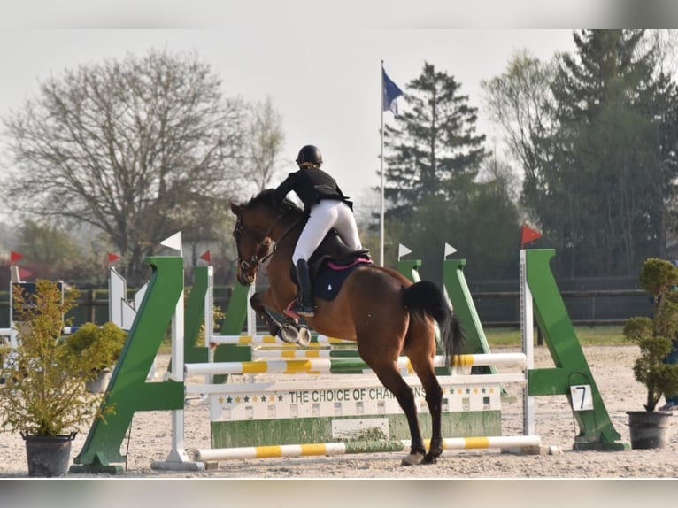 Selle Français Ruin 14 Jaar 173 cm Bruin in Noé-les-Mallets