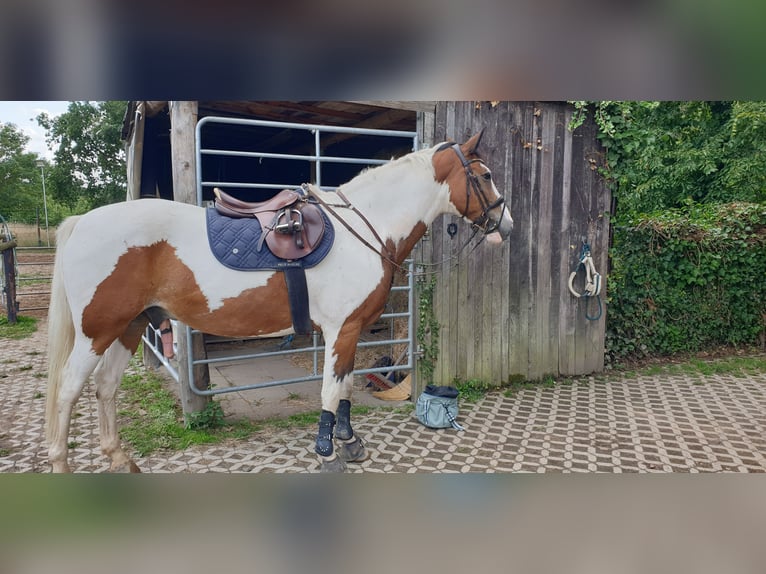Selle Français Ruin 15 Jaar 167 cm Gevlekt-paard in Alfter