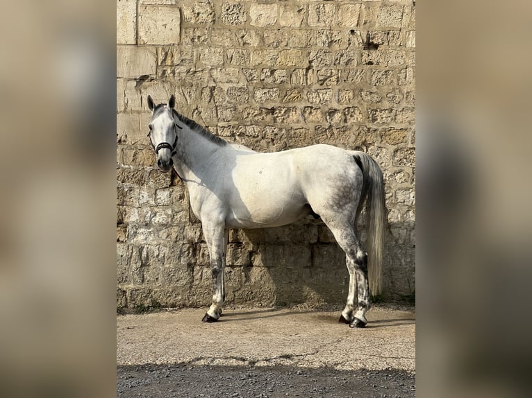 Selle Français Ruin 15 Jaar 168 cm Schimmel in Machemont