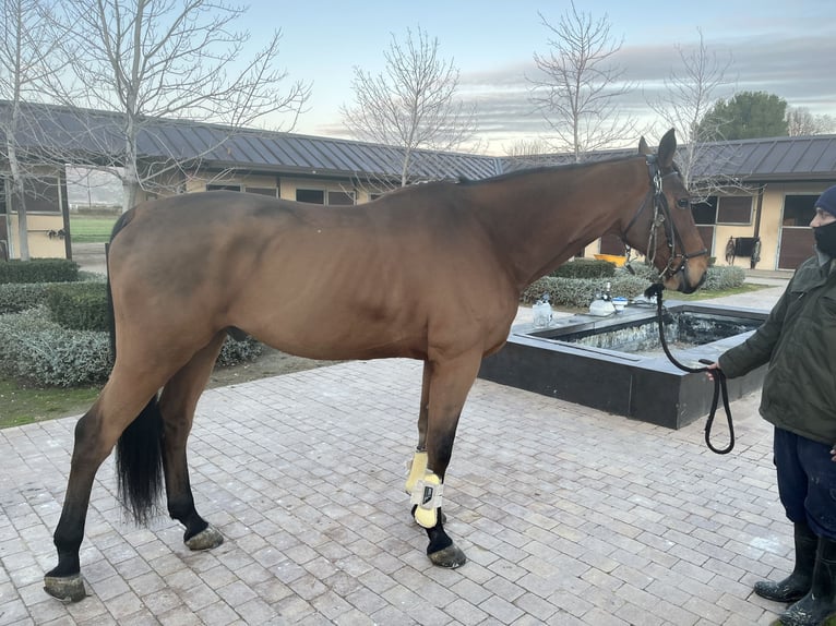 Selle Français Ruin 16 Jaar 168 cm Donkerbruin in San Martín de la vega