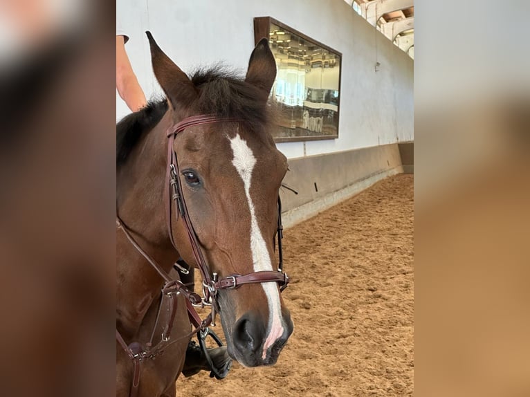 Selle Français Ruin 16 Jaar 168 cm Roodbruin in Lisboa