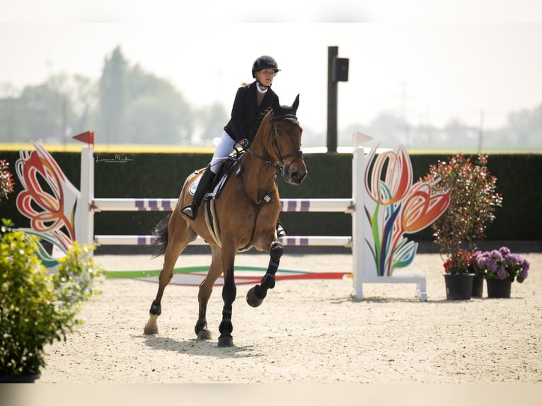 Selle Français Ruin 16 Jaar 175 cm Bruin in Willich