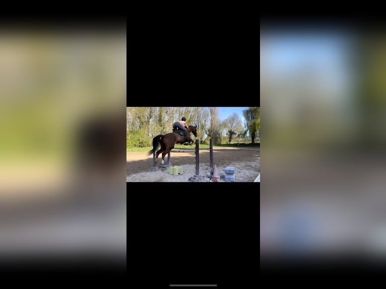 Selle Français Ruin 17 Jaar 165 cm Donkere-vos in salleboeuf