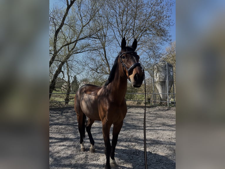 Selle Français Ruin 18 Jaar 178 cm Bruin in Rockenhausen
