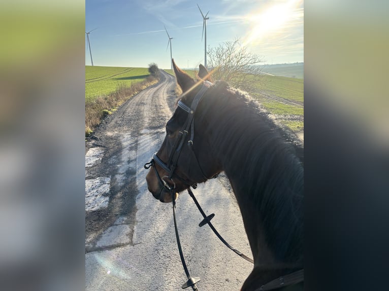 Selle Français Ruin 18 Jaar 178 cm Bruin in Rockenhausen