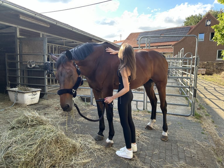 Selle Français Ruin 18 Jaar 178 cm Bruin in Rockenhausen