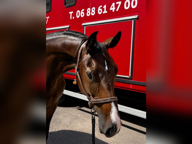 Selle Français Ruin 2 Jaar 164 cm  in Chesny