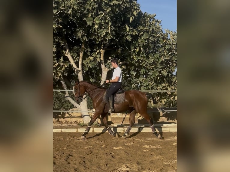 Selle Français Ruin 2 Jaar 165 cm Bruin in Carmona