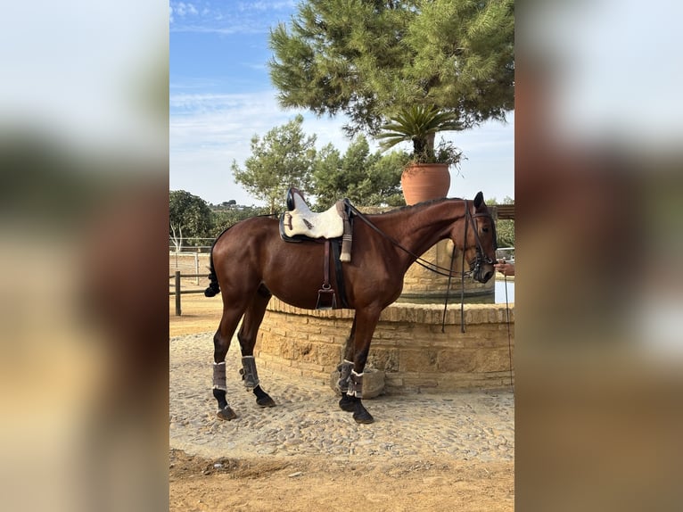 Selle Français Ruin 2 Jaar 165 cm Bruin in Carmona
