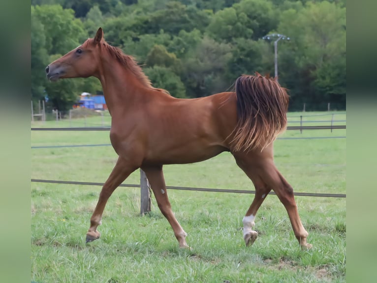 Selle Français Ruin 2 Jaar 173 cm Donkere-vos in velars sur ouche