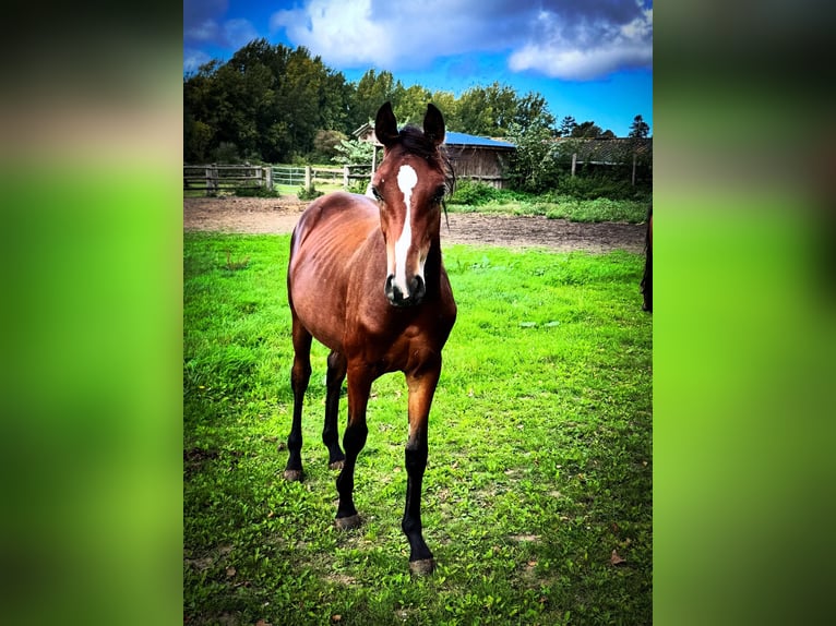 Selle Français Ruin 2 Jaar Zwartbruin in Plouër-sur-Rance