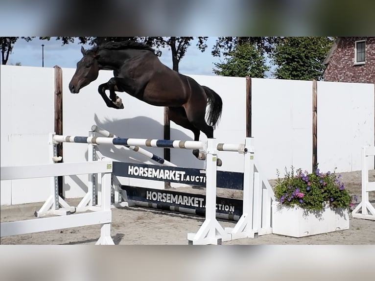 Selle Français Ruin 3 Jaar 161 cm Donkerbruin in Waddinxveen