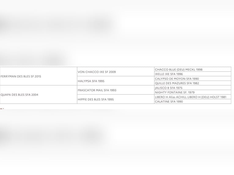 Selle Français Ruin 3 Jaar 163 cm Zwartbruin in Orain