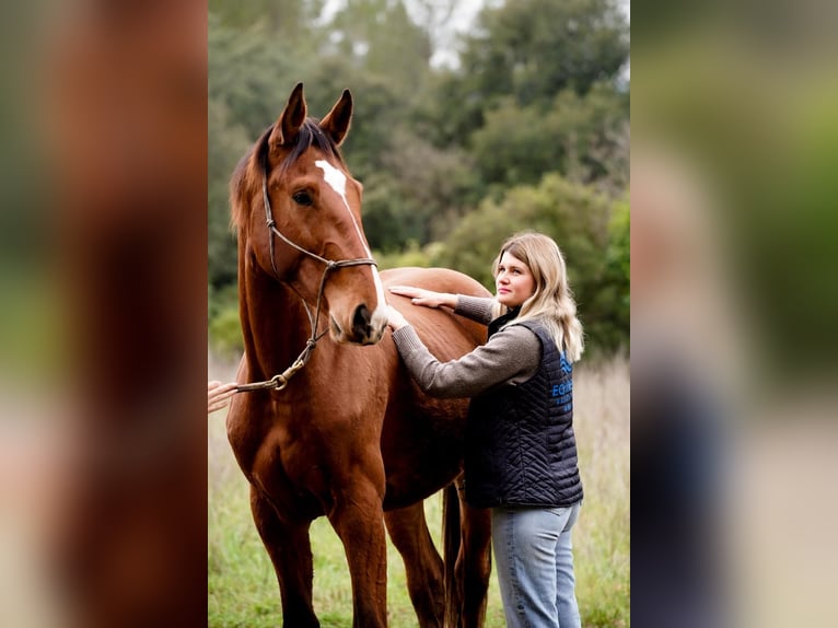 Selle Français Ruin 3 Jaar 168 cm Roodbruin in Solliès-Ville