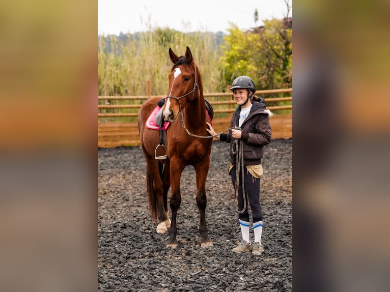 Selle Français Ruin 3 Jaar 168 cm Roodbruin in Solliès-Ville