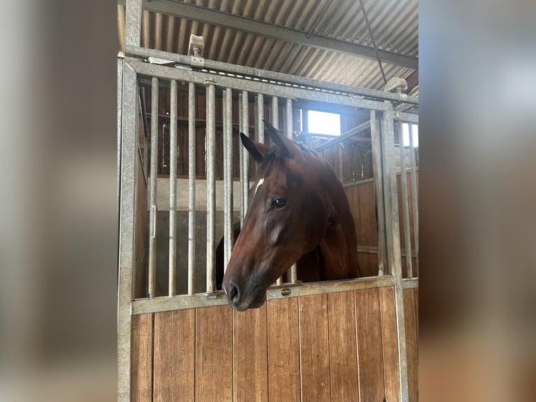 Selle Français Ruin 3 Jaar 171 cm Zwartbruin in MACQUEVILLE