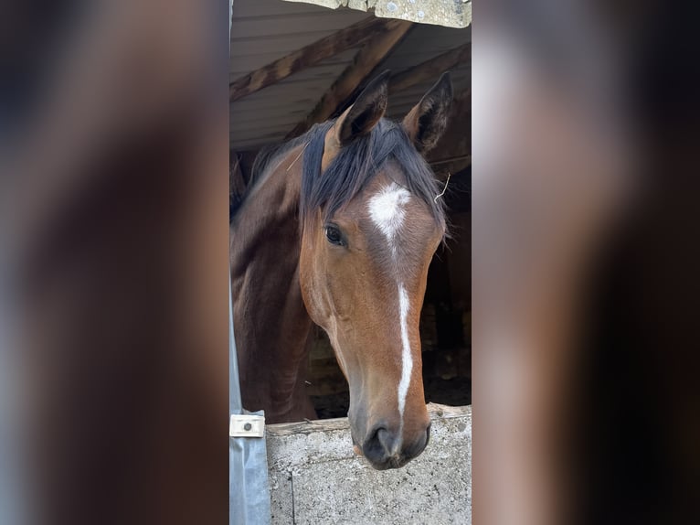 Selle Français Ruin 3 Jaar Bruin in Tours
