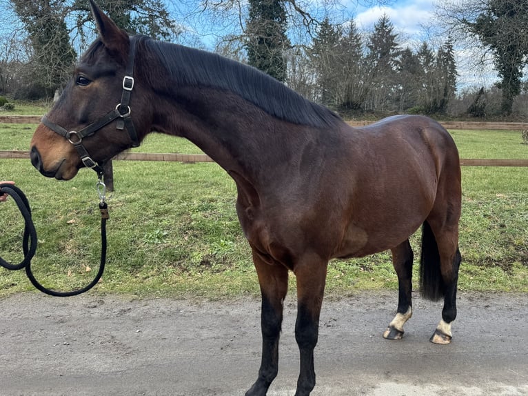 Selle Français Ruin 4 Jaar 160 cm Bruin in Saint Georges de Reintembault