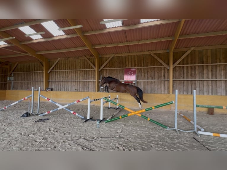 Selle Français Ruin 4 Jaar 161 cm Donkerbruin in La Puisaye