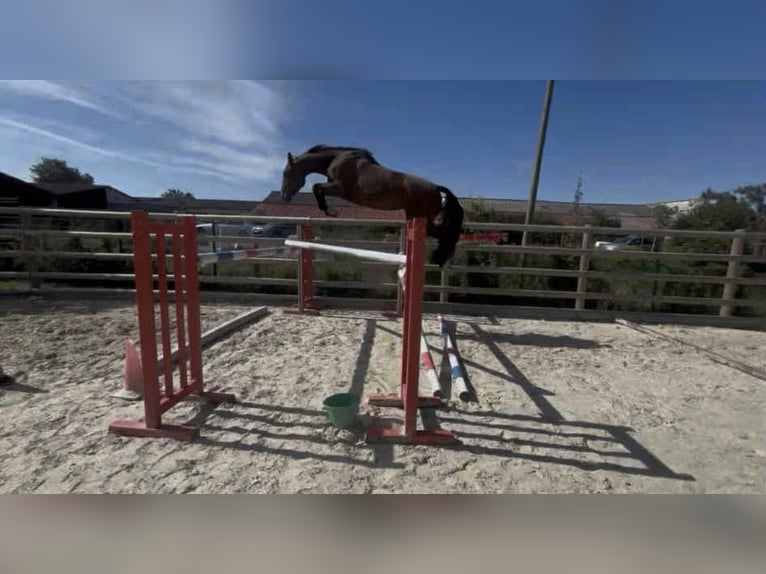 Selle Français Ruin 4 Jaar 165 cm Bruin in MONTMORIN