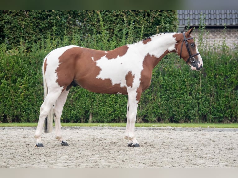 Selle Français Ruin 4 Jaar 166 cm Gevlekt-paard in Bladel