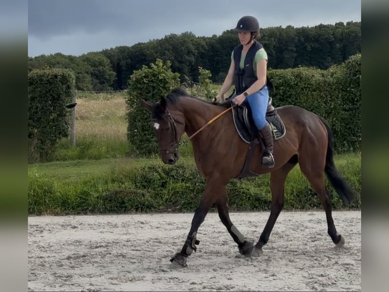 Selle Français Ruin 4 Jaar 167 cm Bruin in Trooz