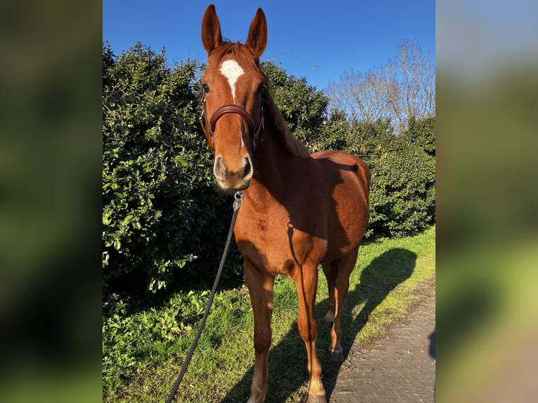 Selle Français Ruin 4 Jaar 168 cm Vos in Savenay