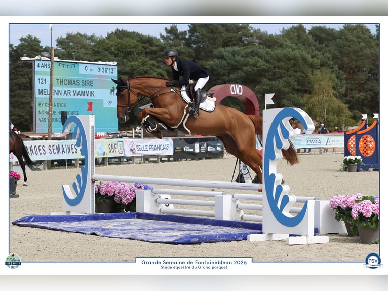 Selle Français Ruin 4 Jaar 169 cm Vos in Plédran