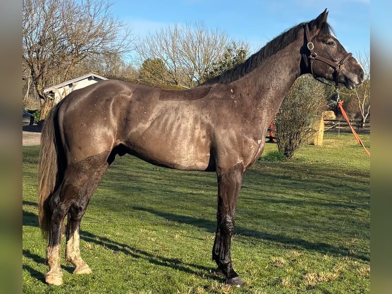 Selle Français Ruin 4 Jaar 170 cm Roan-Blue in Uzeste