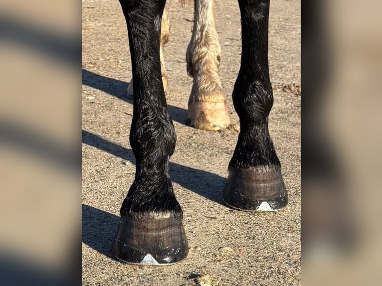 Selle Français Ruin 4 Jaar 170 cm Zwartbruin in Montoire-sur-le-Loir