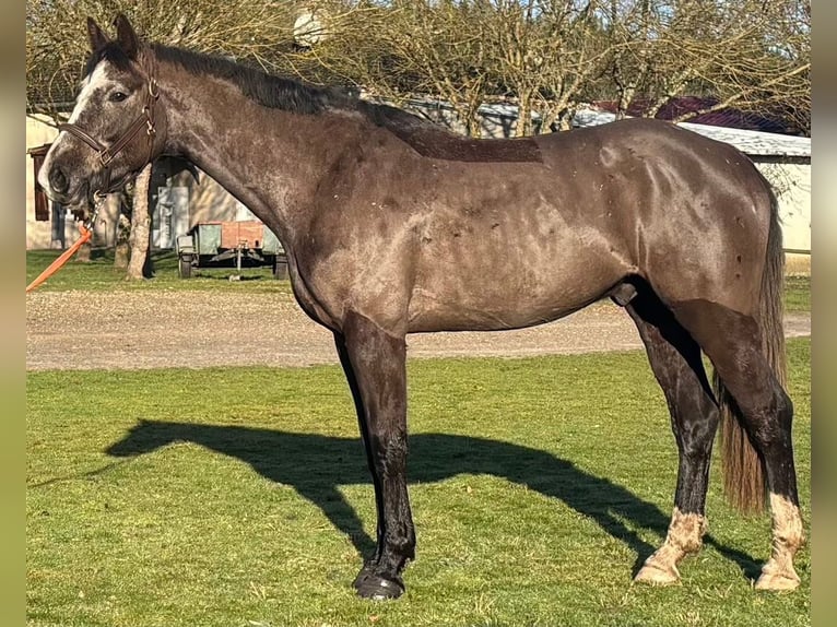 Selle Français Ruin 4 Jaar 170 cm Zwartbruin in Montoire-sur-le-Loir