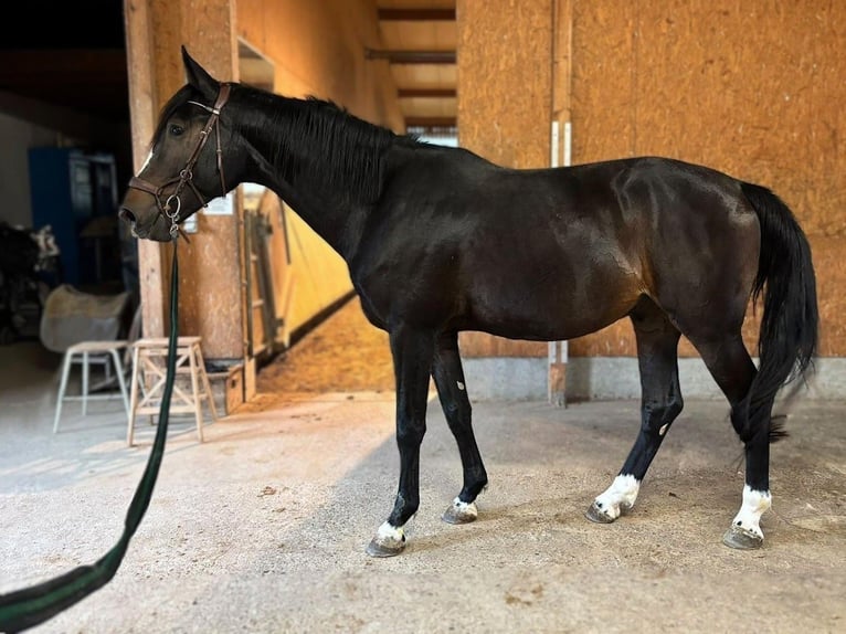Selle Français Ruin 4 Jaar 175 cm Donkerbruin in Waiblingen