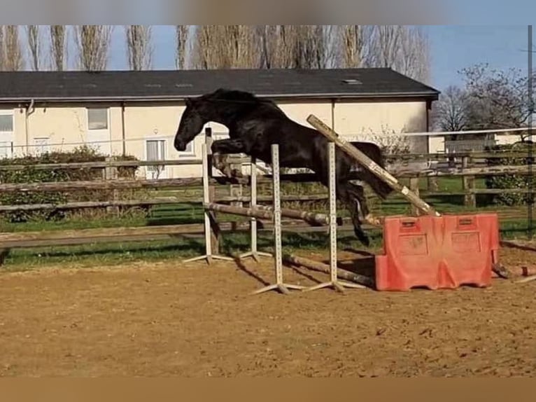 Selle Français Ruin 5 Jaar 157 cm Donkerbruin in Saint-Quentin