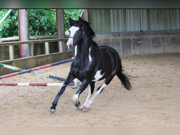 Selle Français Mix Ruin 5 Jaar 163 cm Overo-alle-kleuren in Saint hippolyte
