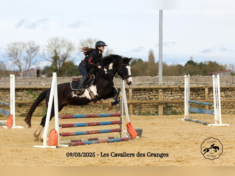 Selle Français Mix Ruin 5 Jaar 163 cm Overo-alle-kleuren in Saint hippolyte