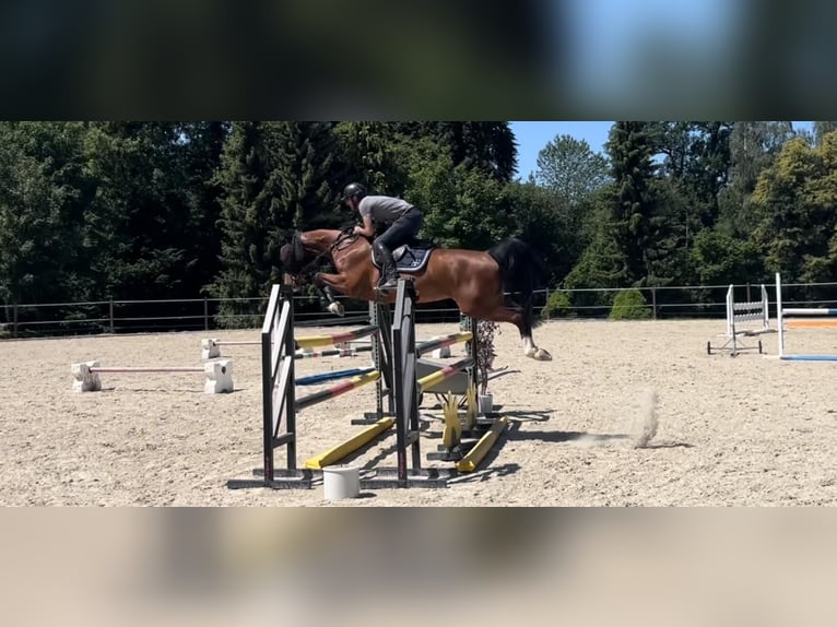 Selle Français Ruin 5 Jaar 165 cm Bruin in Winkel