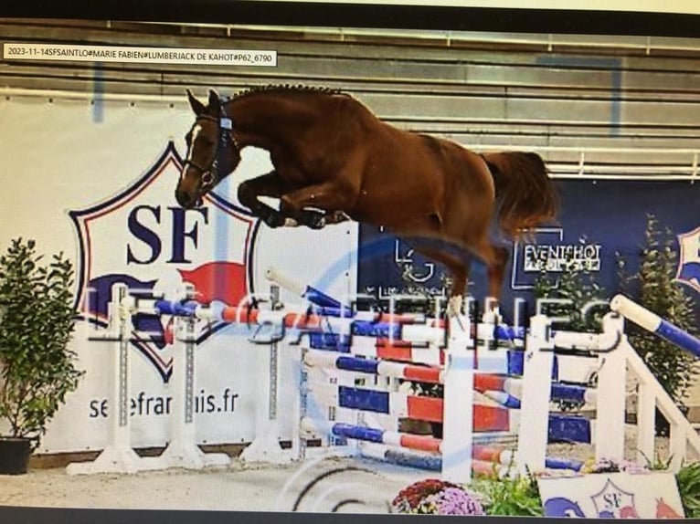Selle Français Ruin 5 Jaar 167 cm Vos in Stuhr